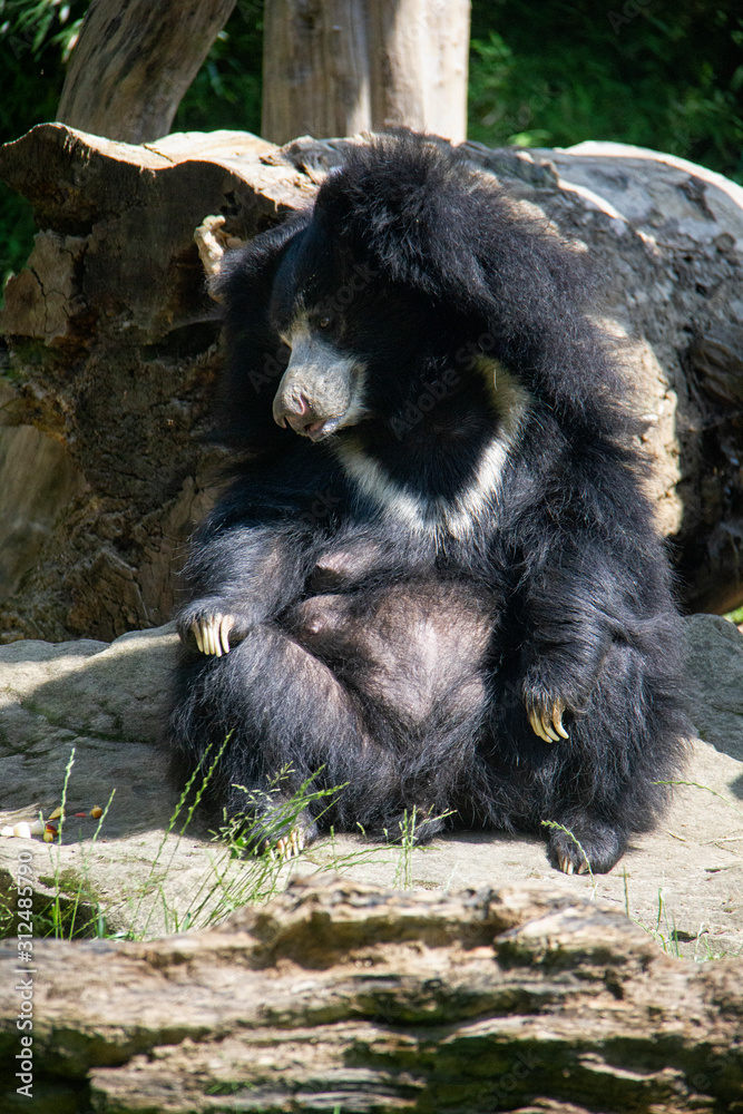 Sitting sloth bear. Melursus ursinus. Sitting sloth bear. Melursus ursinus.