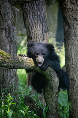 Sloth bear cub on a tree. Melursus ursinus.