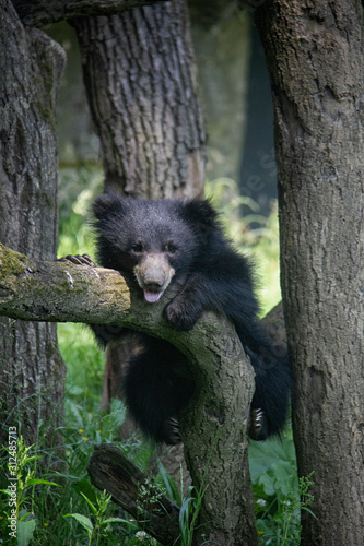 Sloth bear cub on a tree. Melursus ursinus.