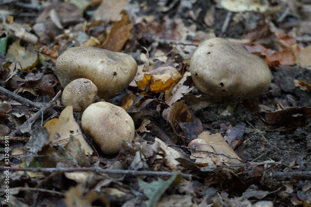 Mushroom in rainforest. Mushroom in rainforest.