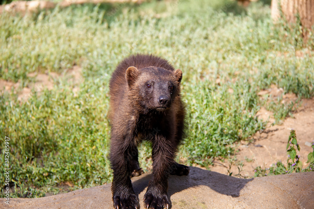 Wolverine standing on the grass. Gulo gulo. Wolverine standing on the grass. Gulo gulo.