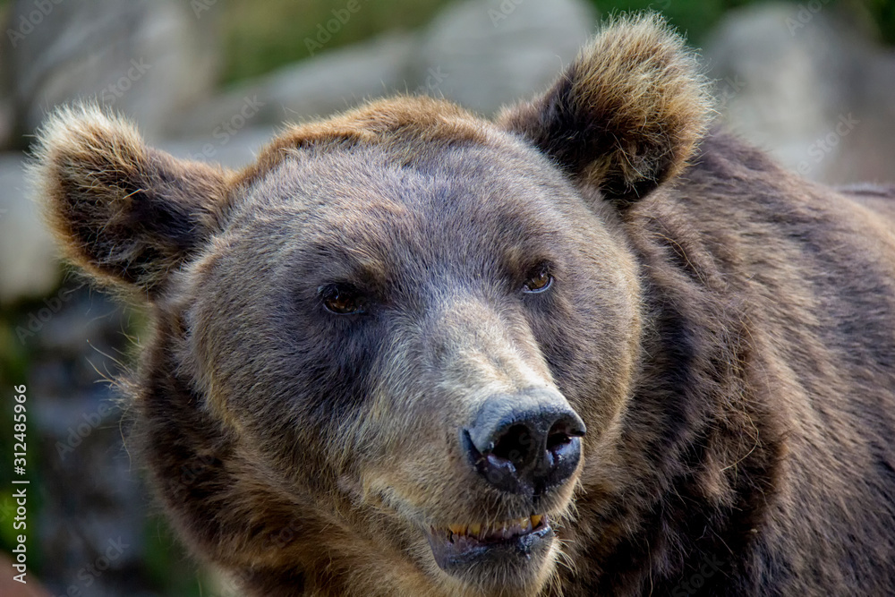 Portrait of brown bear. Ursus arctos.