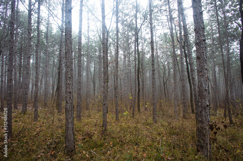 Fototapeta Naklejka Na Ścianę i Meble -  misty autumn morning in the forest