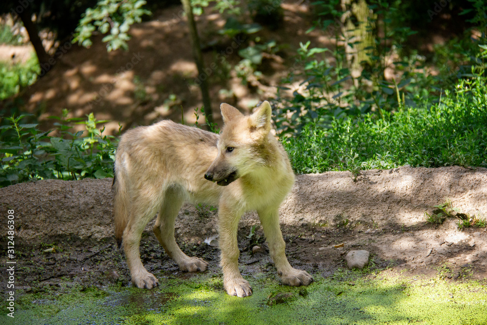 Arctic wolf puppy. Canis lupus arctos.
