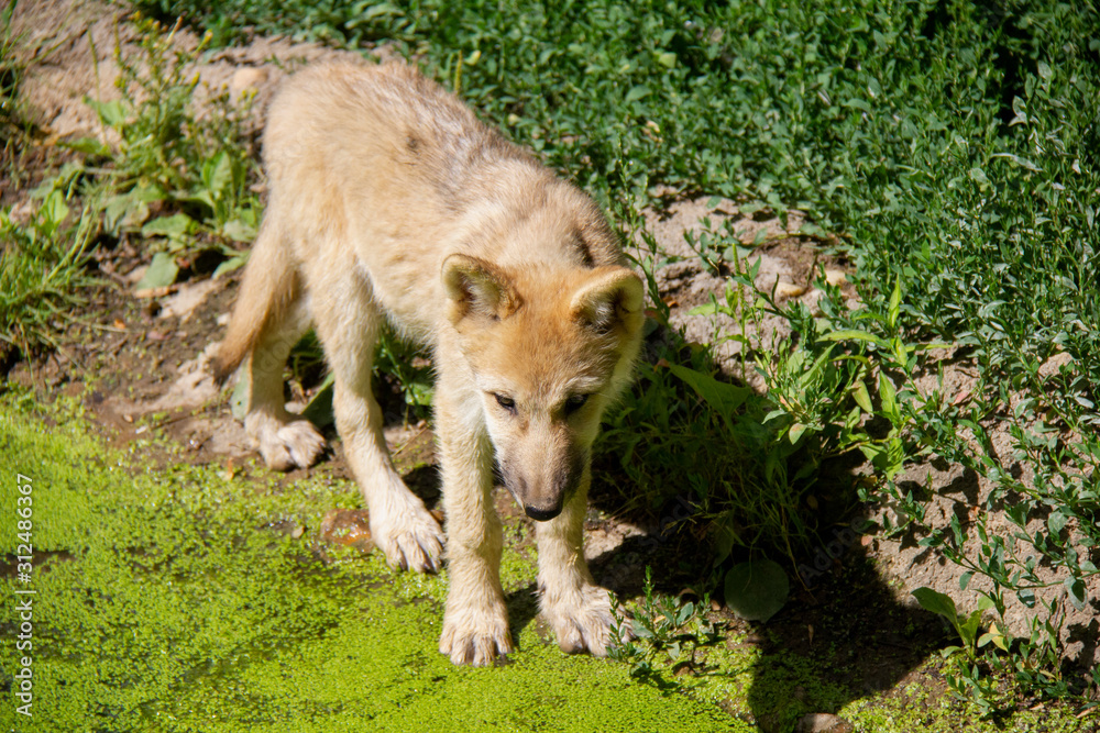 Fototapeta premium Arctic wolf cub on a bank. Canis lupus arctos.