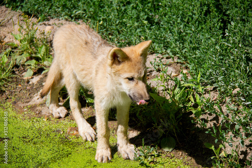 Arctic wolf cub on a bank. Canis lupus arctos.