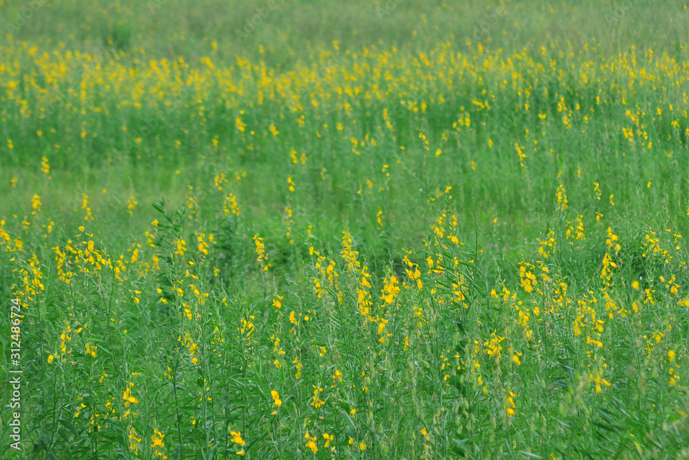 Obraz premium Yellow flower field farm in Thailand