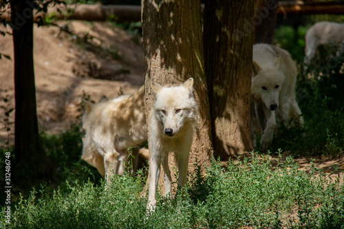 Pack of arctic wolves. Canis lupus arctos.