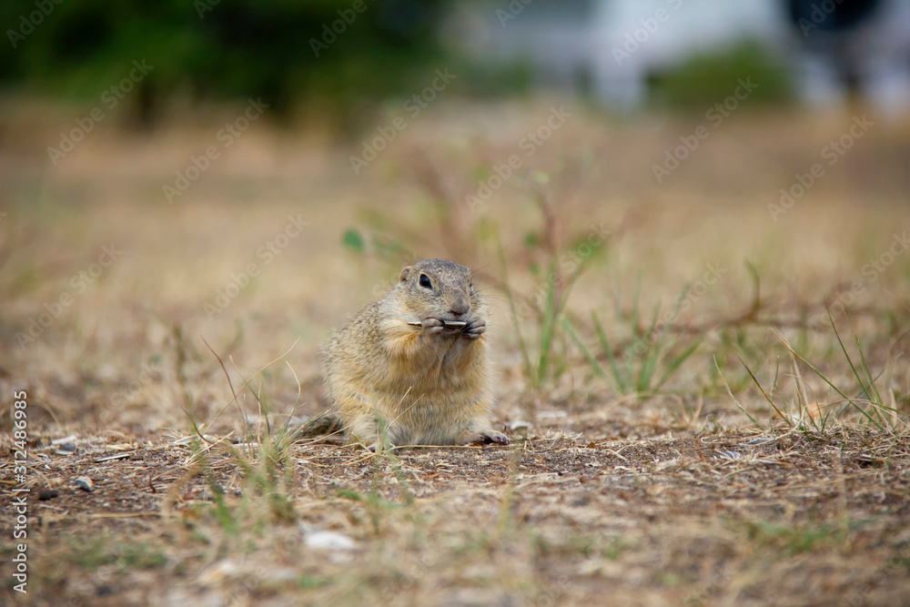 Naklejka premium Eating european ground squirrel. Spermophilus citellus. Czech Republic