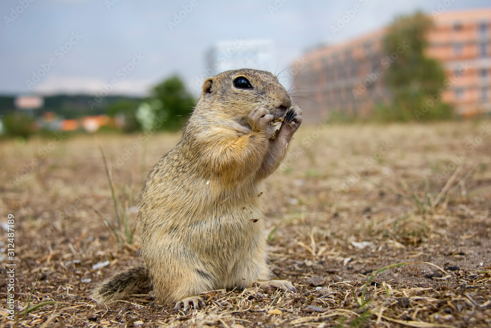 European ground squirrel in a park. Spermophilus citellus. Czech Republic European ground squirrel in a park. Spermophilus citellus. Czech Republic