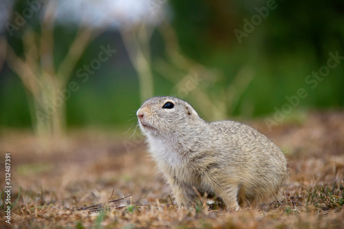 Portrait of european ground squirrel. Spermophilus citellus. Czech Republic