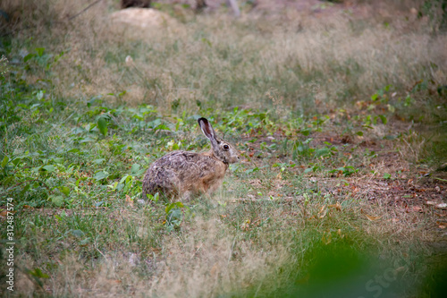 Fototapeta Naklejka Na Ścianę i Meble -  European hare on a field. Lepus europaeus. Czech Republic.