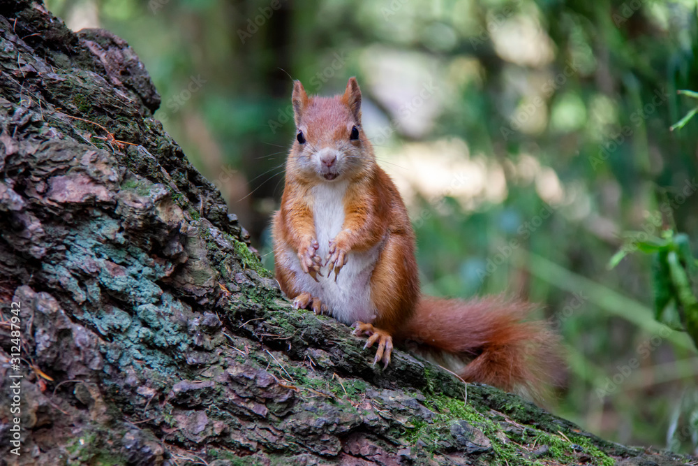 Red squirrel in forest. Sciurus vulgaris. Czech Republic