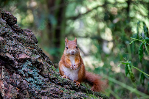 Red squirrel in forest. Sciurus vulgaris. Czech Republic © Lucie