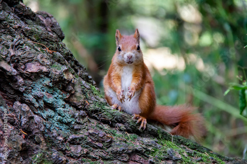 Red squirrel in forest. Sciurus vulgaris. Czech Republic