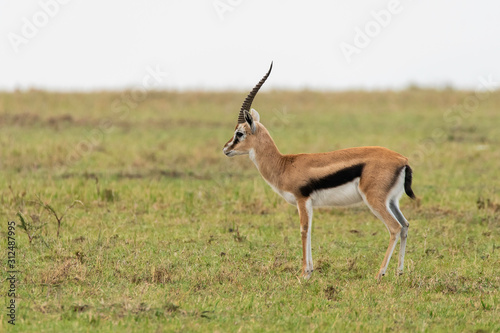 A thompsons gazelle running in the plains of Masai mara National Reserve during a wildlife safari
