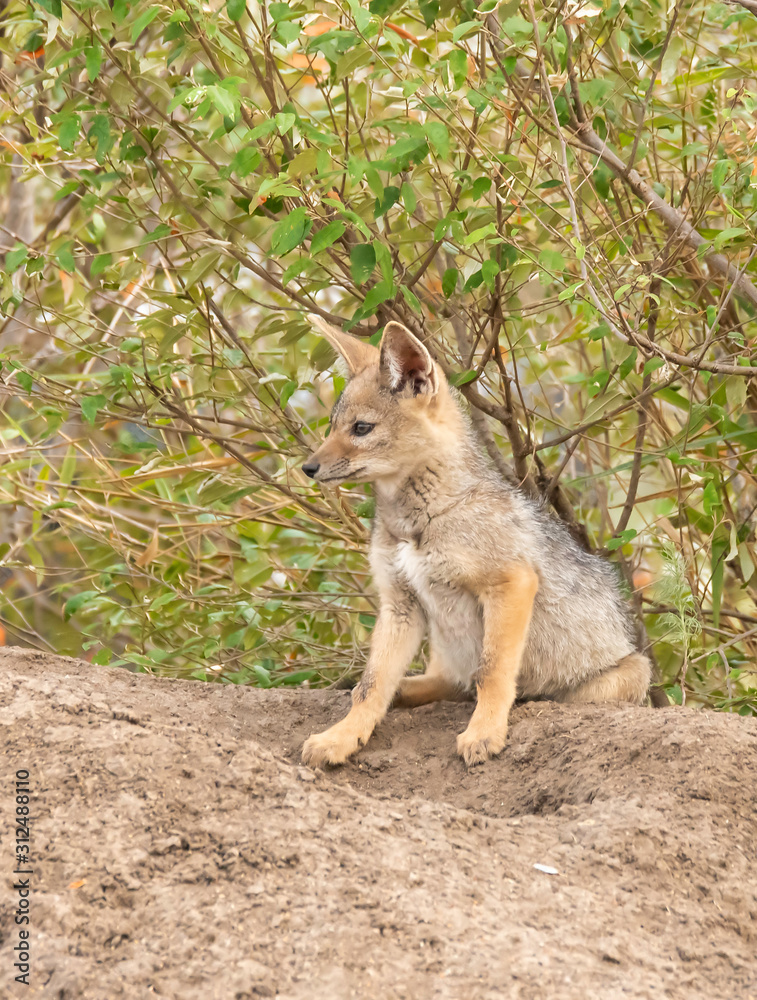 A pair of jackal pups playing near their den and waiting for parents inside Masai Mara National Reserve during a wildlife safari A pair of jackal pups playing near their den and waiting for parents inside Masai Mara National Reserve during a wildlife safari
