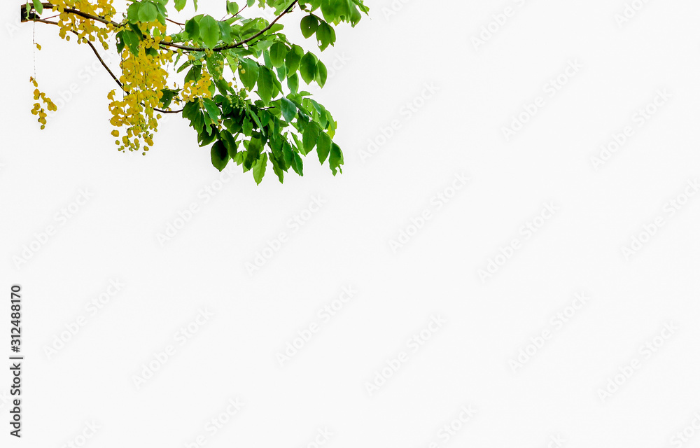 Yellow flower and green leaf isolated on white with copy space background Yellow flower and green leaf isolated on white with copy space background