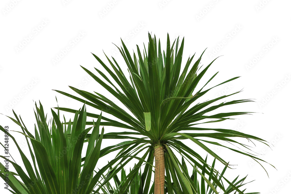 Yucca plant leaf isolated on white and defocused blur background Yucca plant leaf isolated on white and defocused blur background