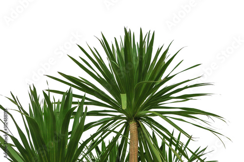 Yucca plant leaf isolated on white and defocused blur background