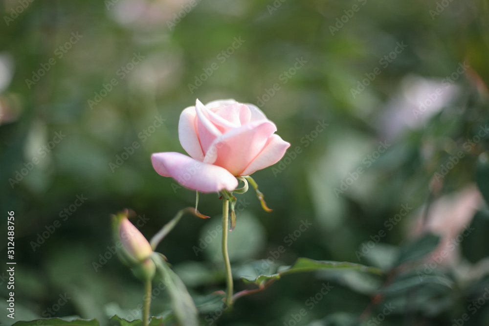 A beautiful pink rose in the garden