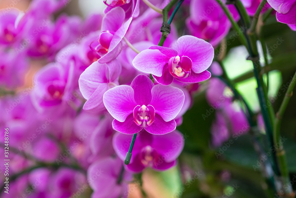 Beautiful purple orchid flowers. Phalaenopsis orchid (moth orchids) pink and white flowers blooming in the garden. Beautiful purple orchid flowers. Phalaenopsis orchid (moth orchids) pink and white flowers blooming in the garden.
