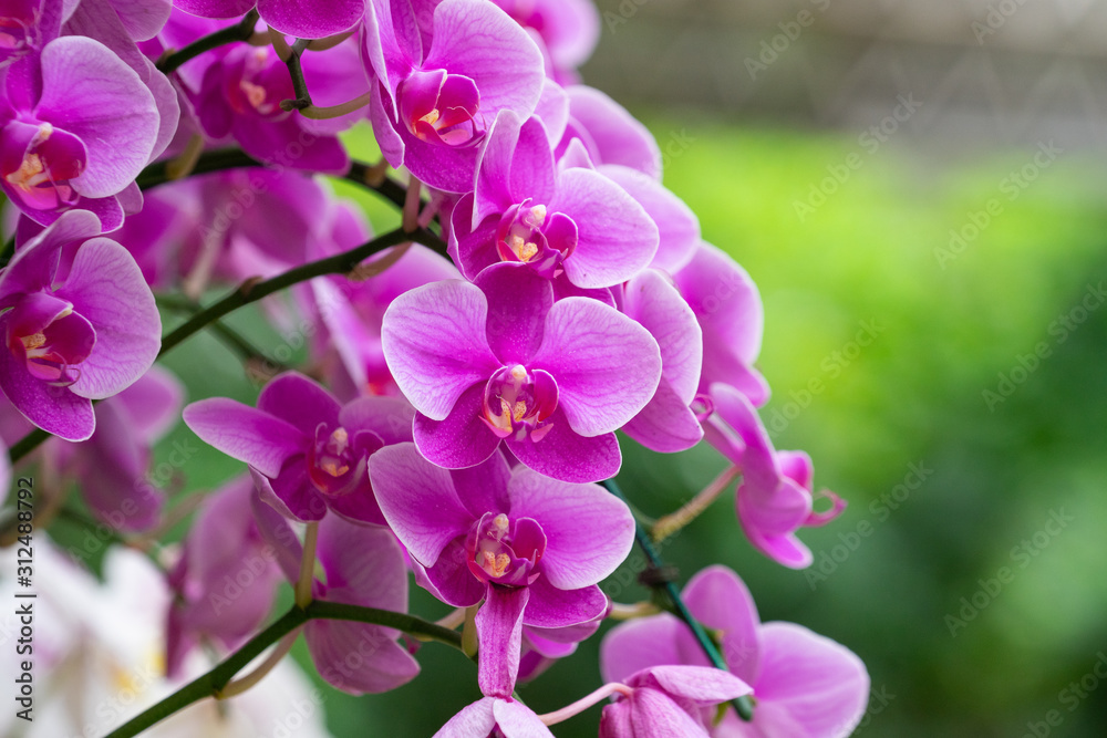 Beautiful purple orchid flowers. Phalaenopsis orchid (moth orchids) pink and white flowers blooming in the garden. Beautiful purple orchid flowers. Phalaenopsis orchid (moth orchids) pink and white flowers blooming in the garden.