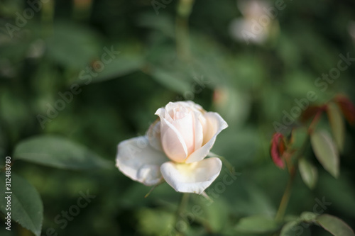 A beautiful white rose in the garden