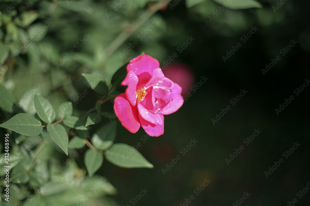 A beautiful pink rose in the garden