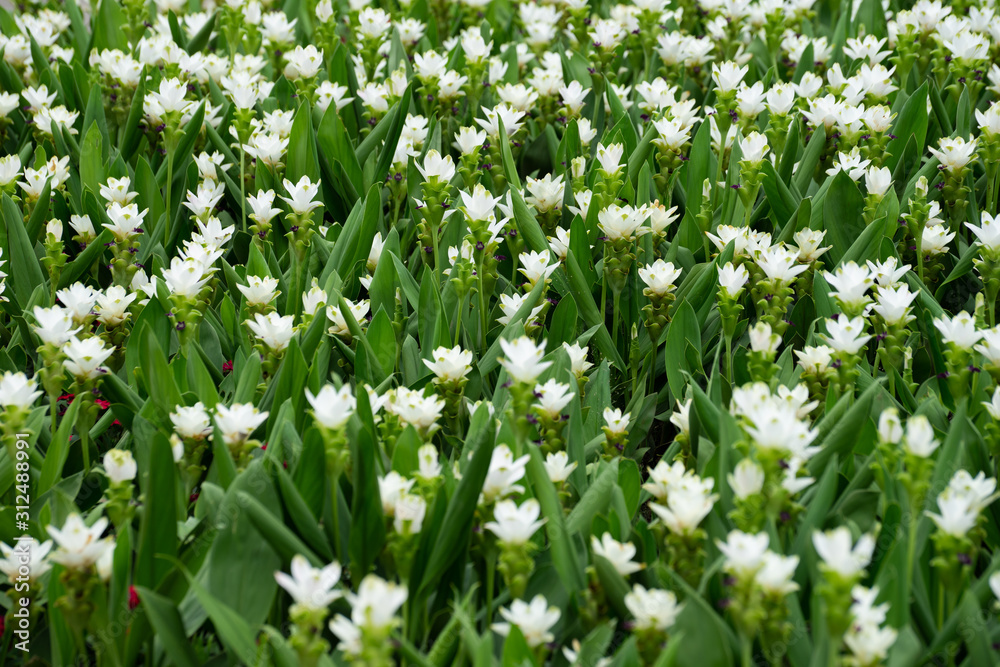 Field of siam tulips or Dok krachiao (Curcuma alismatifolia) are blooming very beautiful in the garden outdoors. Field of siam tulips or Dok krachiao (Curcuma alismatifolia) are blooming very beautiful in the garden outdoors.
