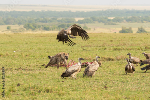 A group of vultures feeding on a kill left over by a cheetah in the plains of Masai Mara National Reserve during a wildlife safari