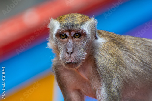 Canvas Print Affe bei den Batu Caves in Kuala Lumpur