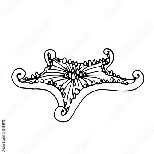 sea starfish with thorns & long tentacles, echinoderm, aquarium decoration, vector illustration with black contour lines isolated on white background in Doodle and hand drawn style