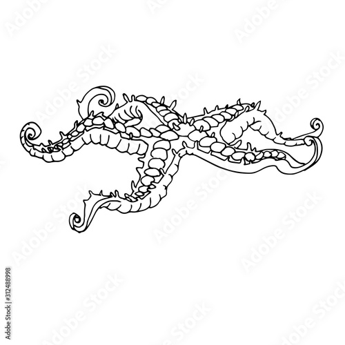 sea starfish with thorns & long tentacles, echinoderm, aquarium decoration, vector illustration with black contour lines isolated on white background in Doodle and hand drawn style