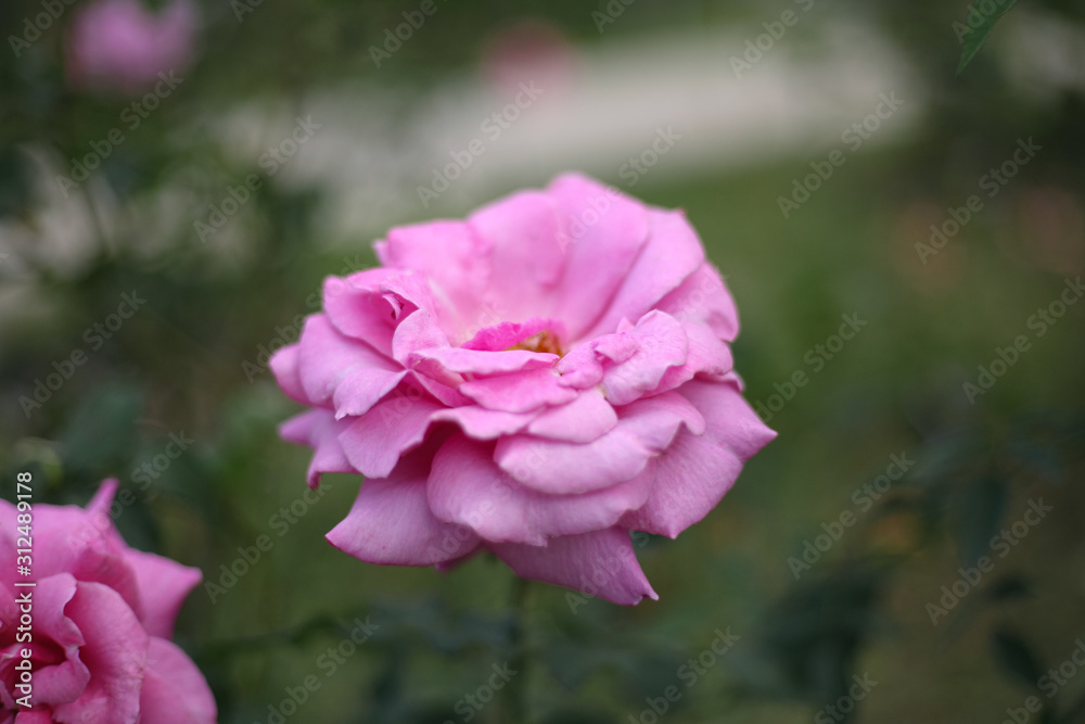 A beautiful pink rose in the garden A beautiful pink rose in the garden