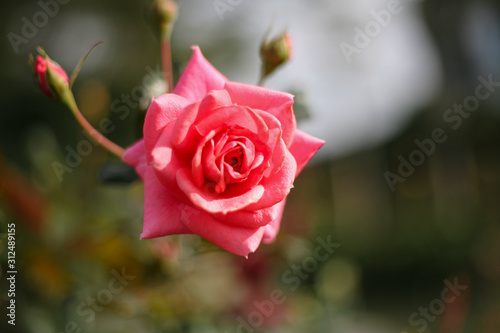 A beautiful pink rose in the garden