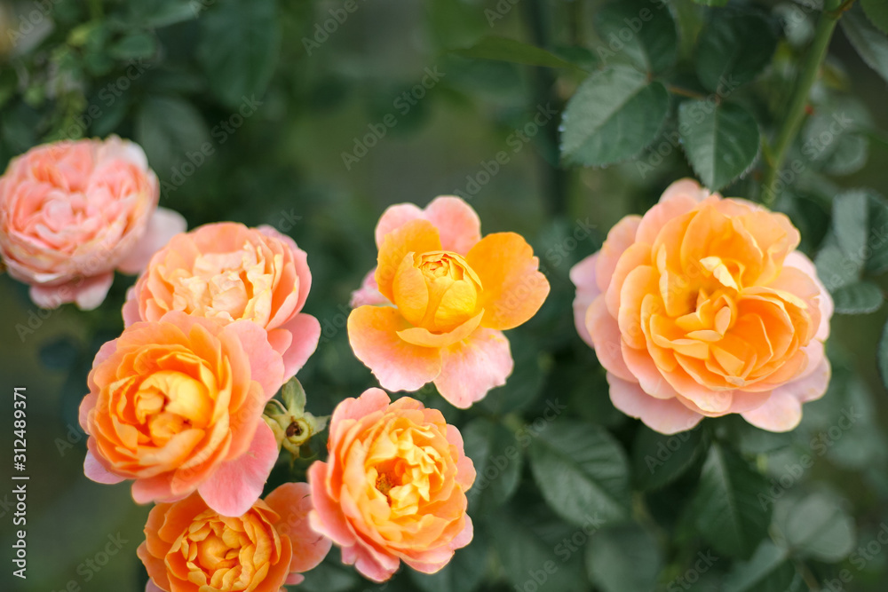 A beautiful peach orange rose in the garden A beautiful peach orange rose in the garden