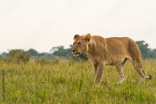 A lone lioness walking in the plains of Masai Mara National Reserve during a wildlife safari