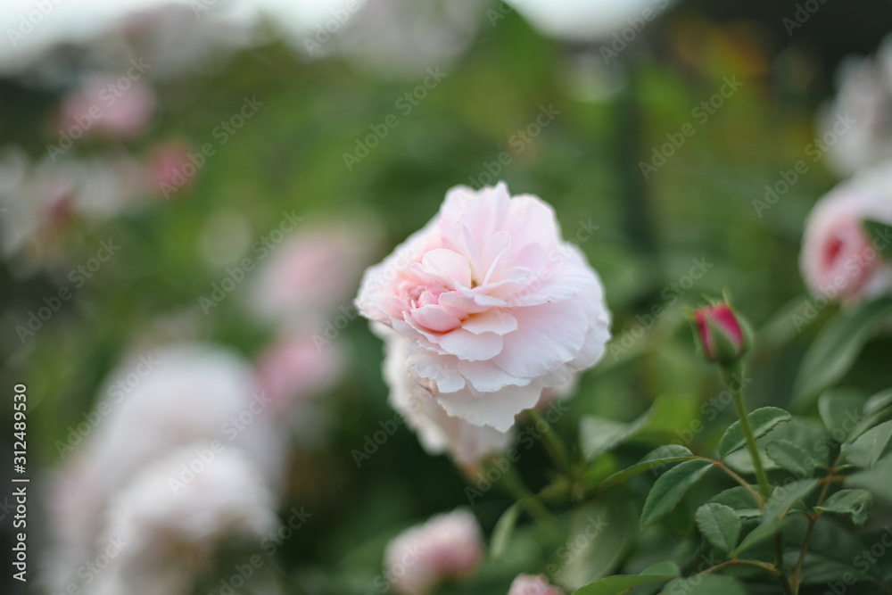 A beautiful pink rose in the garden