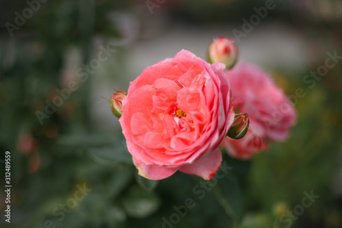 A beautiful pink rose in the garden