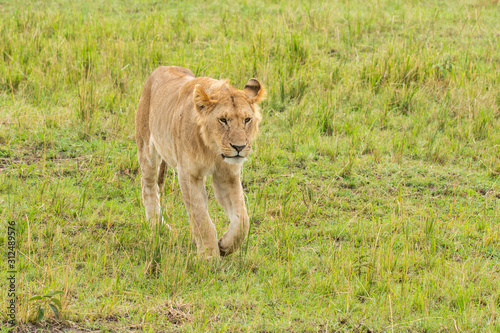 A lone lioness walking in the plains of Masai Mara National Reserve during a wildlife safari