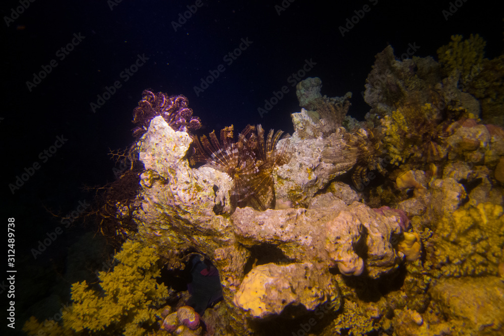 Beautifil coral reefs of the red sea underwater fotographie Beautifil coral reefs of the red sea underwater fotographie