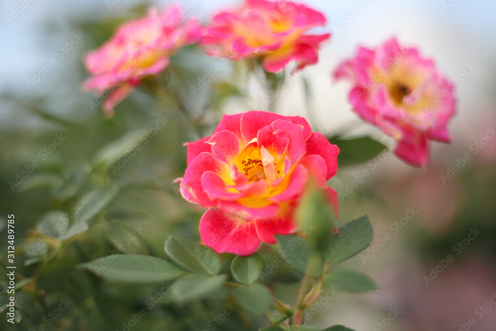 A beautiful peach orange rose in the garden A beautiful peach orange rose in the garden