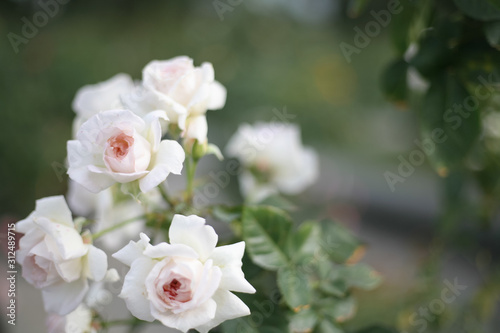 A beautiful white rose in the garden