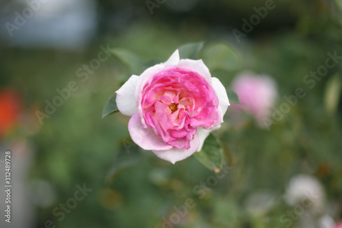 A beautiful pink rose in the garden © LOOKSORN