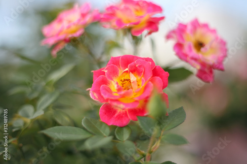 A beautiful peach orange rose in the garden