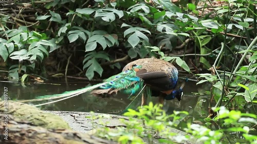 The Beauty Peacock in nature