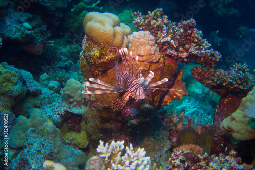 Lion Fish of the red sea