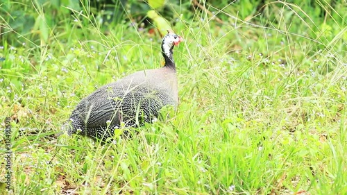 The Beauty Peacock in nature