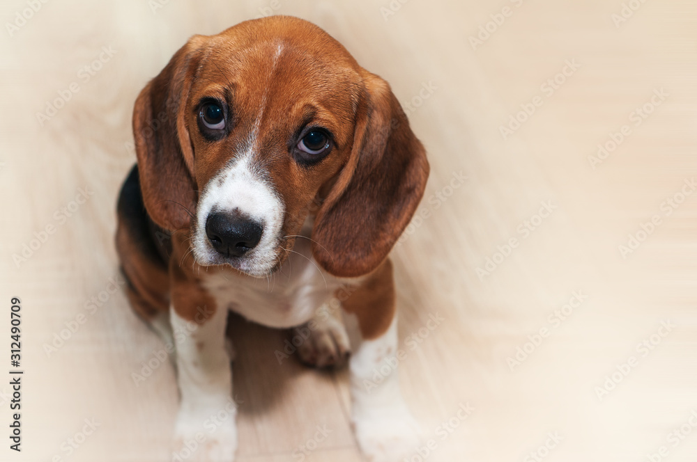 Beautiful young dog. Beagle puppy sitting waiting for food. Looking pleadingly. place for text.